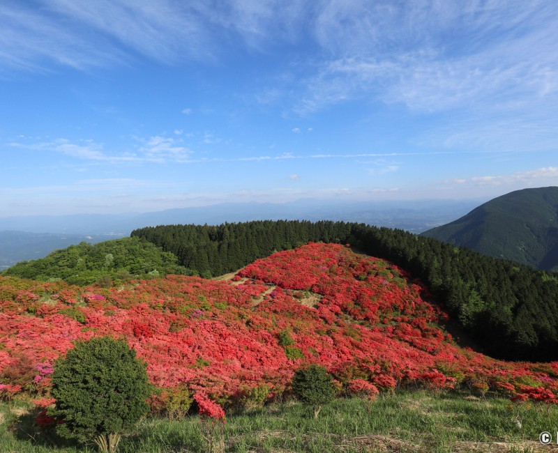 Vue sur les azalées du mont Yamato Katsuragi-san (Nara) 3