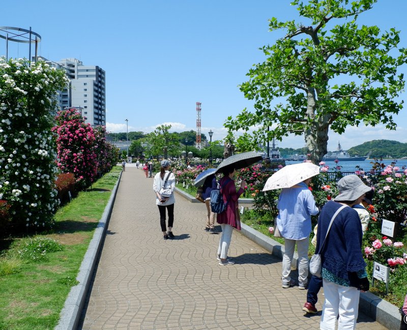 Parc Verny (Yokosuka), jardin de roses avec floraison en mai