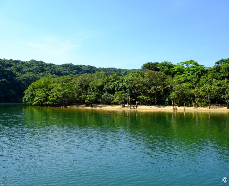 Iriomote (Yaeyama - Okinawa), vue sur la rivière Urauchi et la mangrove 2