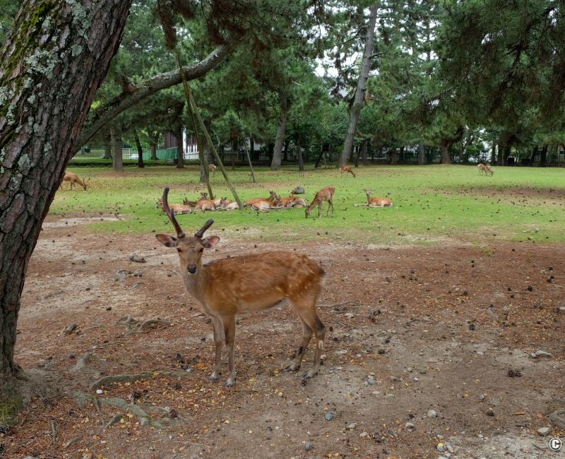 Parc de Nara en juin 2020