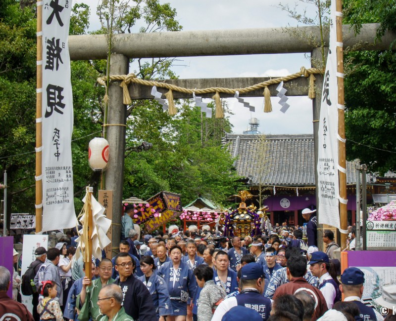 Sanja Matsuri, parade de mikoshi au Asakusa-jinja