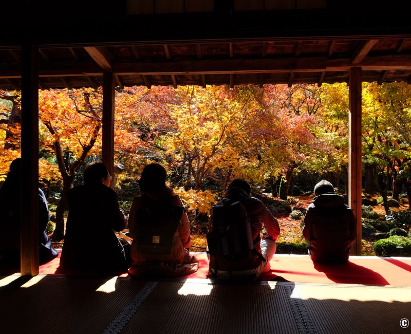 Enko-ji (Kyoto), contemplation du jardin en automne par les visiteurs du temple Enko-ji (Kyoto), contemplation du jardin en automne par les visiteurs du temple