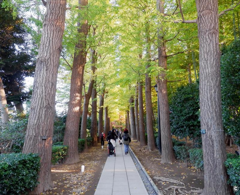 Parc Otaguro (Tokyo), allée de ginkgo biloba en automne