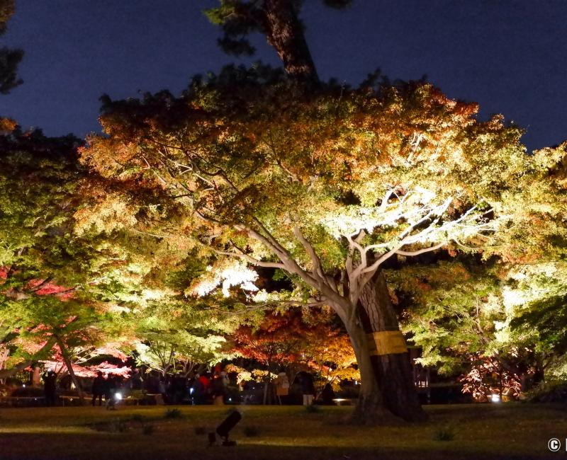 Parc Otaguro (Tokyo), vue de nuit et en automne sur les érables du jardin japonais