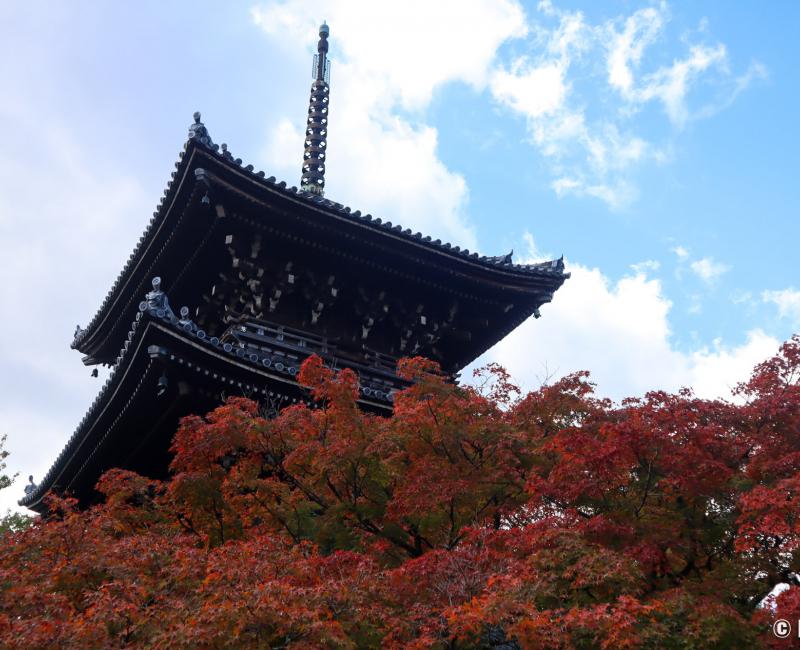 Shinnyo-do (Shinshogokuraku-ji), vue sur les érables rouges et la pagode