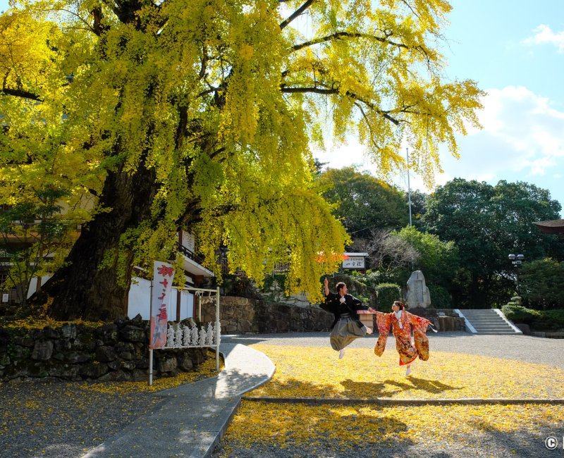 Kibitsu-jinja (Okayama), couple de japonais sous le ginkgo biloba jaune et sacré