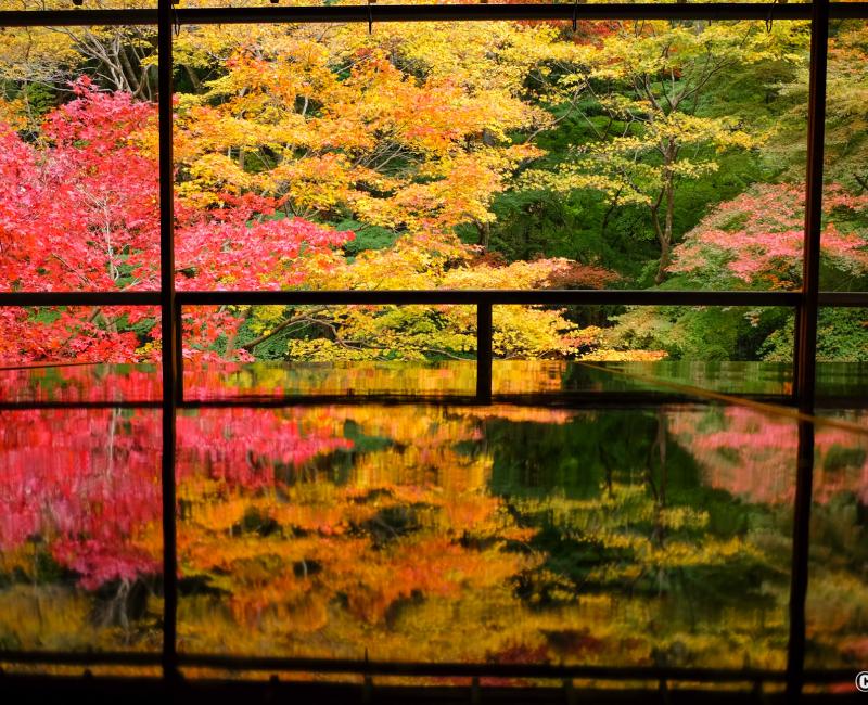Ruriko-in, jardin Ruri-no-niwa et son reflet sur la table laquée en automne 2 Ruriko-in, jardin Ruri-no-niwa et son reflet sur la table laquée en automne 2