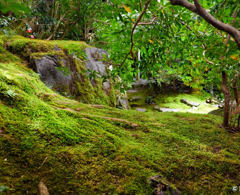 Ruriko-in, jardin Yamaroji-no-niwa Ruriko-in, jardin Yamaroji-no-niwa