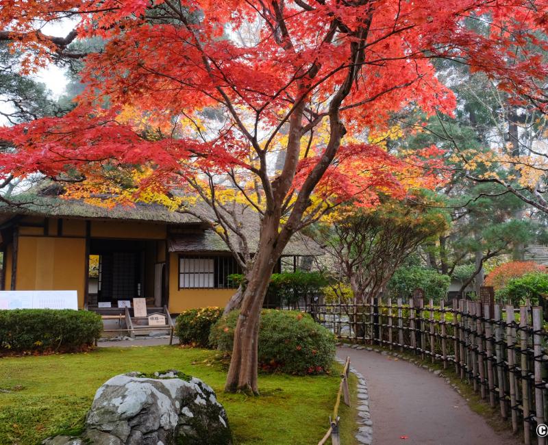 Aizu-Wakamatsu, château de Tsuruga, maison de thé traditionnelle Rinkaku et érable rouge en novembre