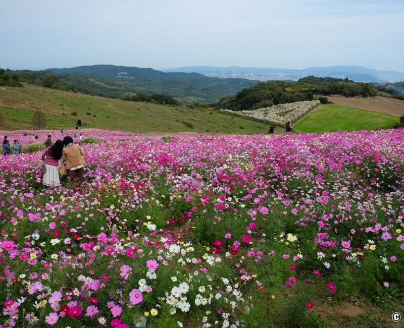 Awaji, parc floral Awaji Hanasajiki en période de floraison des cosmos à l'automne Awaji, parc floral Awaji Hanasajiki en période de floraison des cosmos à l'automne