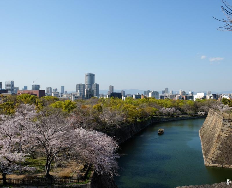 Chateau d'Osaka, vue sur les cerisiers en fleur et les douves Chateau d'Osaka, vue sur les cerisiers en fleur et les douves