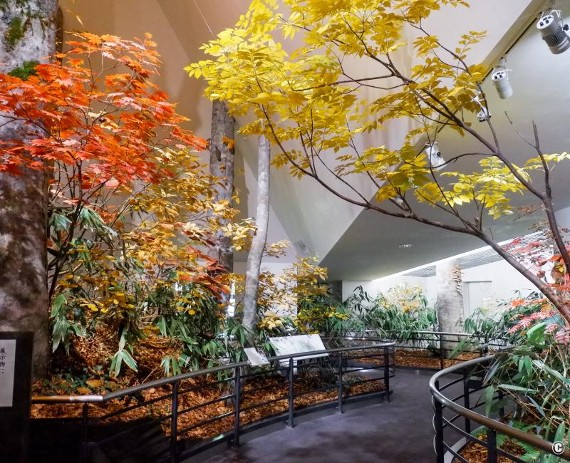 Musée Tateyama de Toyama, reproduction de la forêt de hêtres de Bijodaira en automne