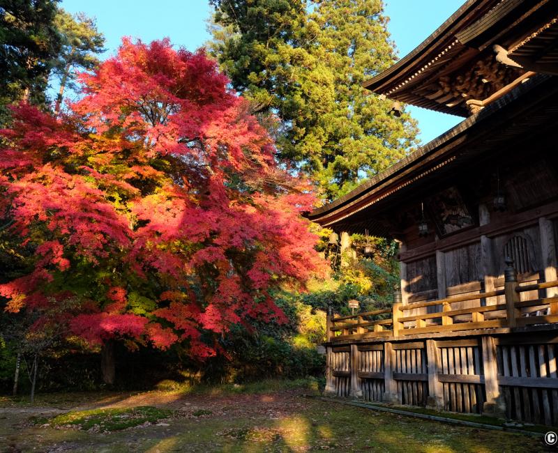 Oku Aizu (Yanaizu), pavillon du temple Enzo-ji et érable rouge en automne Oku Aizu (Yanaizu), pavillon du temple Enzo-ji et érable rouge en automne