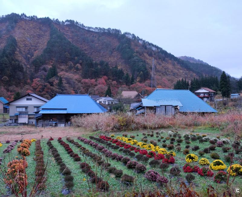 Oku Aizu (Kaneyama), vue sur les maisons du village et la culture des chrysanthèmes en novembre Oku Aizu (Kaneyama), vue sur les maisons du village et la culture des chrysanthèmes en novembre