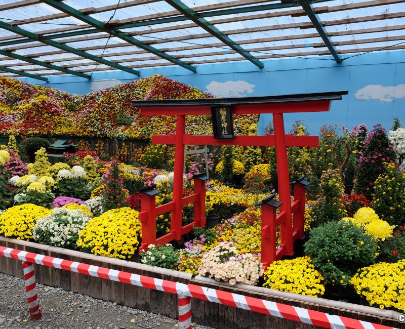 Yahiko-jinja (Niigata), exposition de chrysanthèmes pour Kiku Matsuri Yahiko-jinja (Niigata), exposition de chrysanthèmes pour Kiku Matsuri