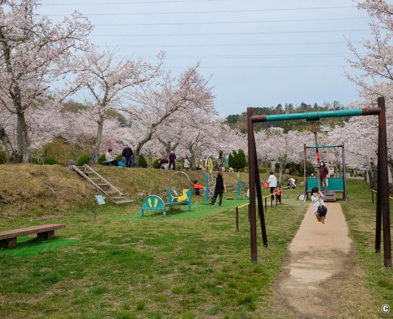 Parc Settsukyo (Osaka), jeux pour enfants sous les cerisiers en fleurs au printemps