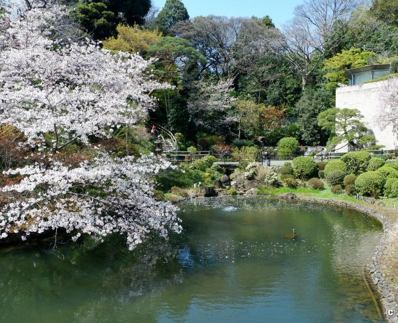 Chinzan-so Teien (Tokyo), étang Yusuichi et cerisier en fleurs