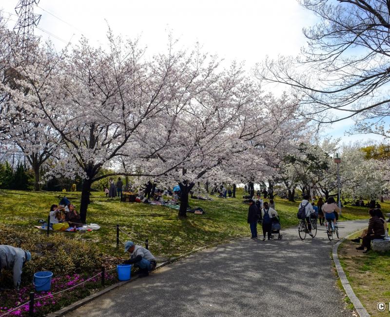 Parc Daisen (Sakai, Osaka), cerisier en fleurs au printemps 4 Parc Daisen (Sakai, Osaka), cerisier en fleurs au printemps 4