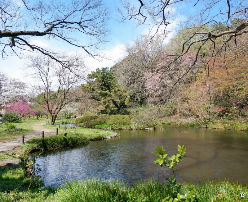 Jardin botanique de Koishikawa (Tokyo), plan d'eau et végétation au printemps