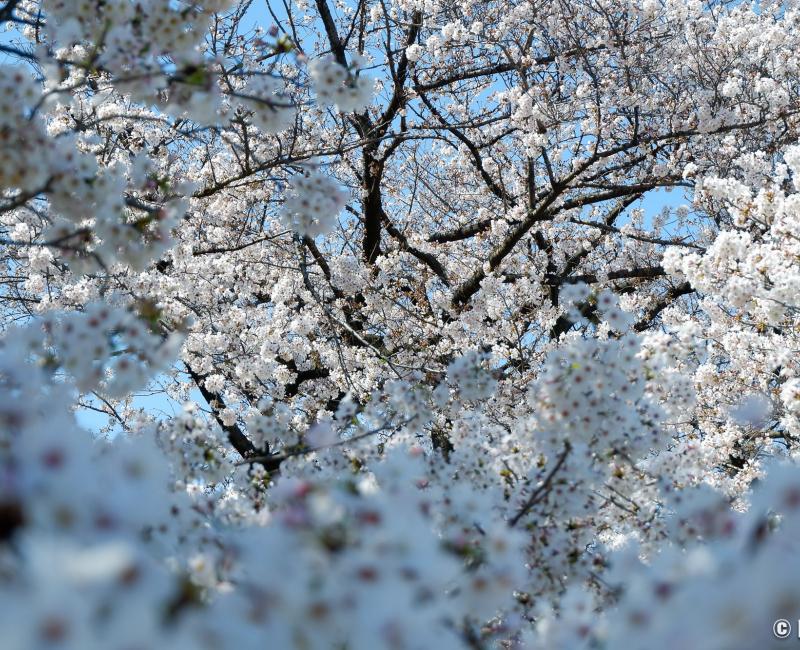 Jardin botanique de Koishikawa (Tokyo), contemplation des fleurs de sakura