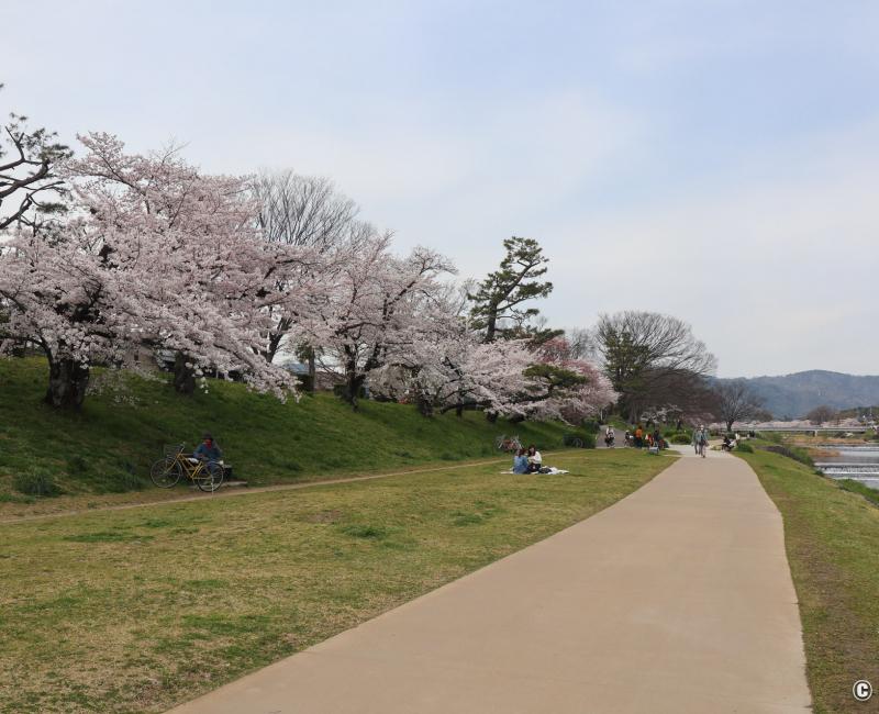 Kamo-gawa (Kyoto), sentier de promenade le long de la rivière avec ses cerisiers en fleurs au printemps