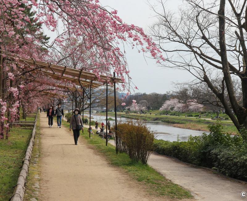 Chemin Nakaragi (Kyoto), tunnel de cerisiers pleureurs pendant la floraison 2