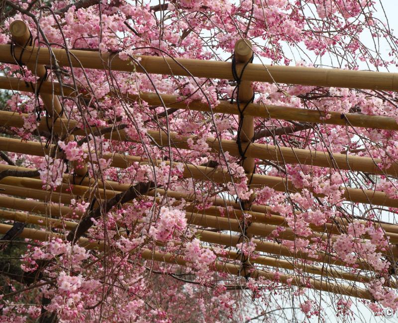 Chemin Nakaragi (Kyoto), sous le tunnel de sakura pleureurs au printemps