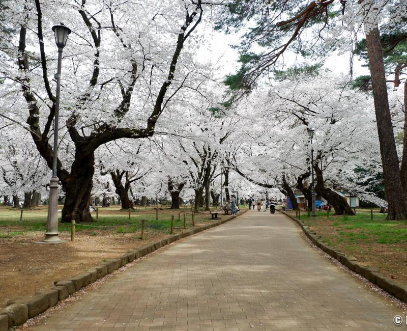 Saitama (Kanto), parc d'Omiya et ses cerisiers en fleurs au printemps Saitama (Kanto), parc d'Omiya et ses cerisiers en fleurs au printemps