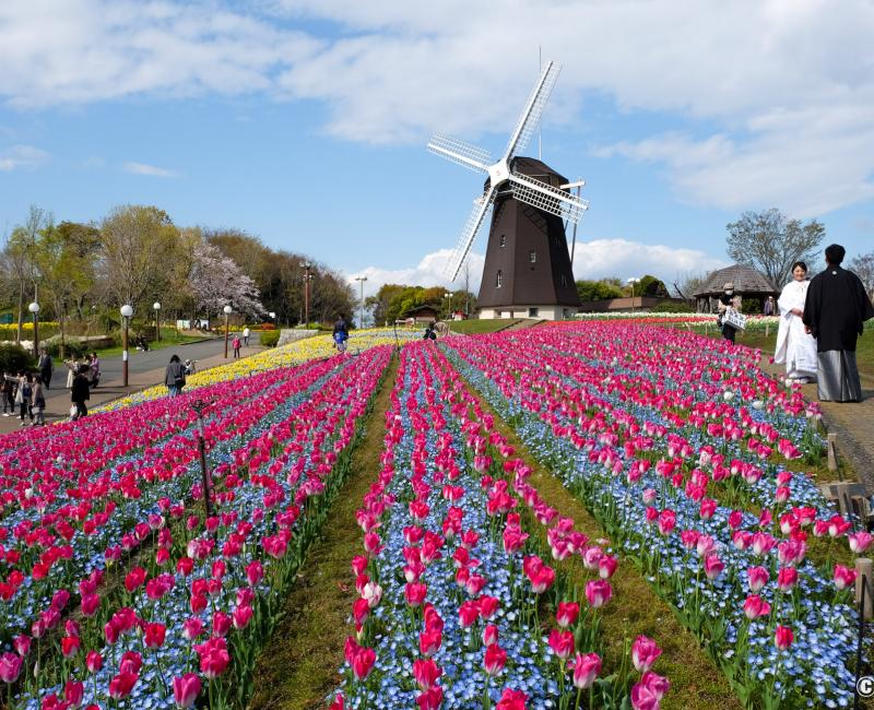Parc Tsurumi Ryokuchi, colline du moulin à vent hollandais avec tulipes et cosmos Parc Tsurumi Ryokuchi, colline du moulin à vent hollandais avec tulipes et cosmos