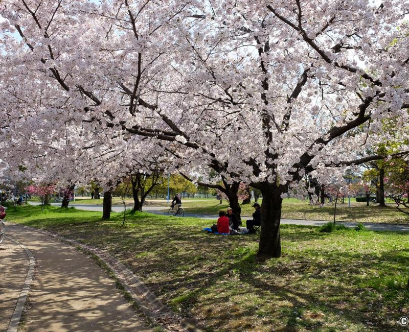 Parc Tsurumi Ryokuchi, cerisiers en fleurs au printemps Parc Tsurumi Ryokuchi, cerisiers en fleurs au printemps