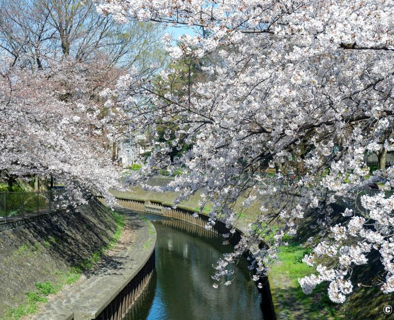 Zenpukuji-gawa (Tokyo), rivière bordée de cerisiers en fleurs au printemps 4 Zenpukuji-gawa (Tokyo), rivière bordée de cerisiers en fleurs au printemps 4