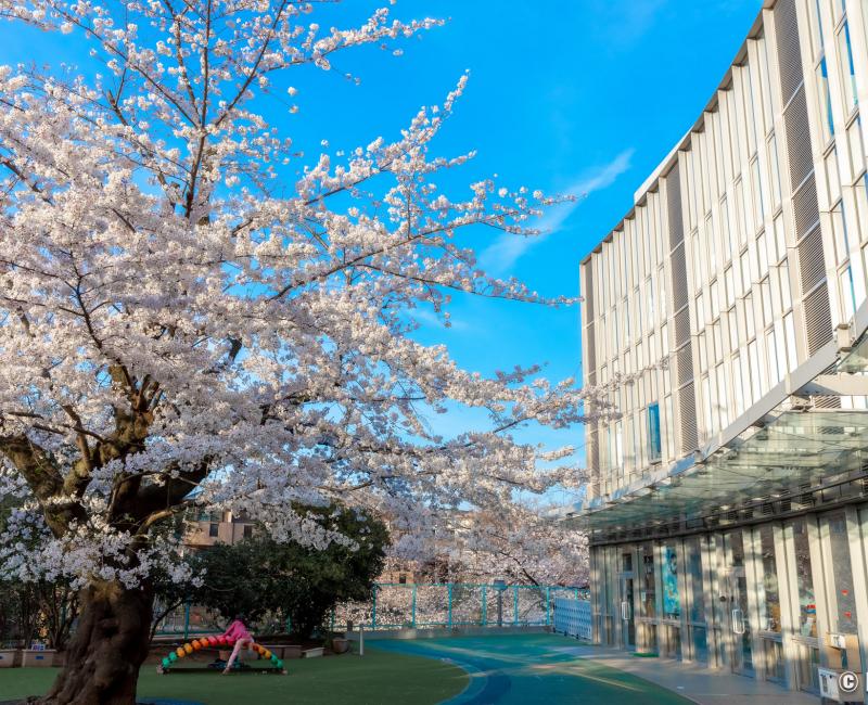 Lycée français international de Tokyo, cour de récréation au printemps