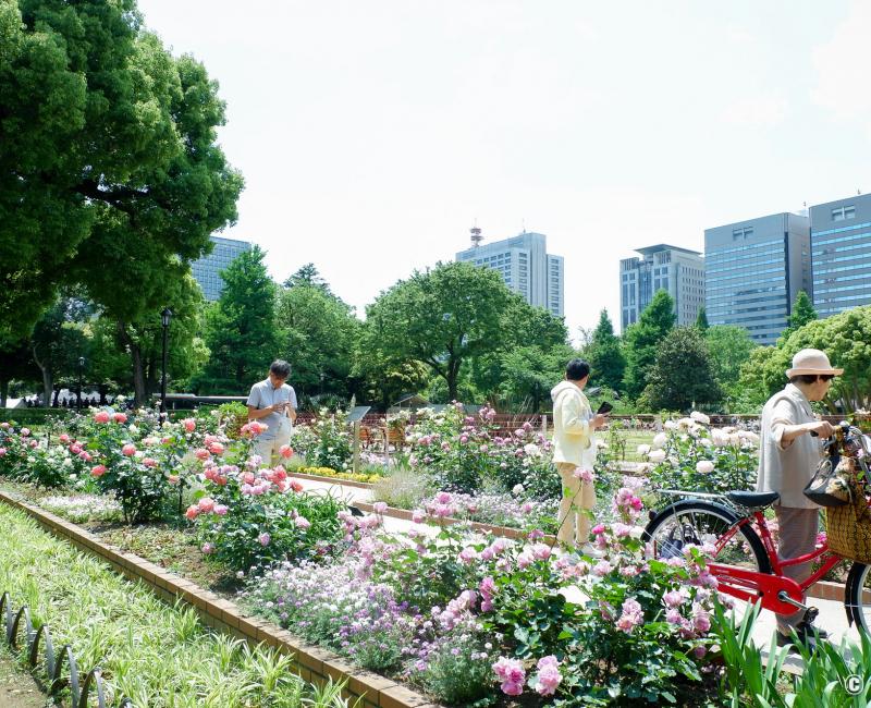 Parc Hibiya (Tokyo), jardin de roses en fleurs au printemps