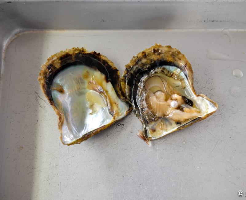 Ama de la préfecture de Mie, expérience de récolte de perle de culture à Shinju no sato dans la baie d'Ago 2