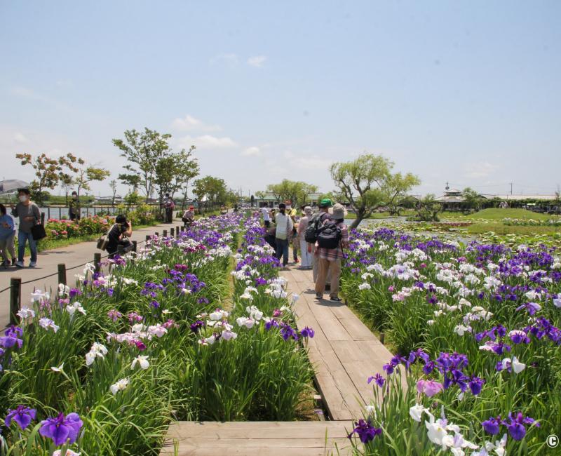Parc Suigo Sawara Ayame (Katori, Chiba), vue sur le jardin et les iris en fleurs en juin 3 Parc Suigo Sawara Ayame (Katori, Chiba), vue sur le jardin et les iris en fleurs en juin 3