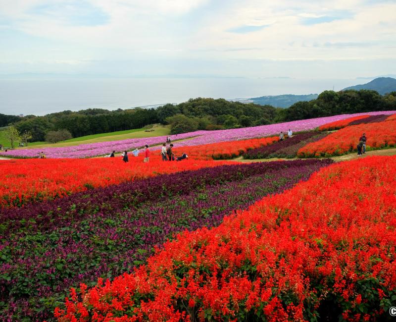 Awaji Hanasajiki, sauge rouge et violet foncé, cosmos et baie d'Osaka en fond Awaji Hanasajiki, sauge rouge et violet foncé, cosmos et baie d'Osaka en fond
