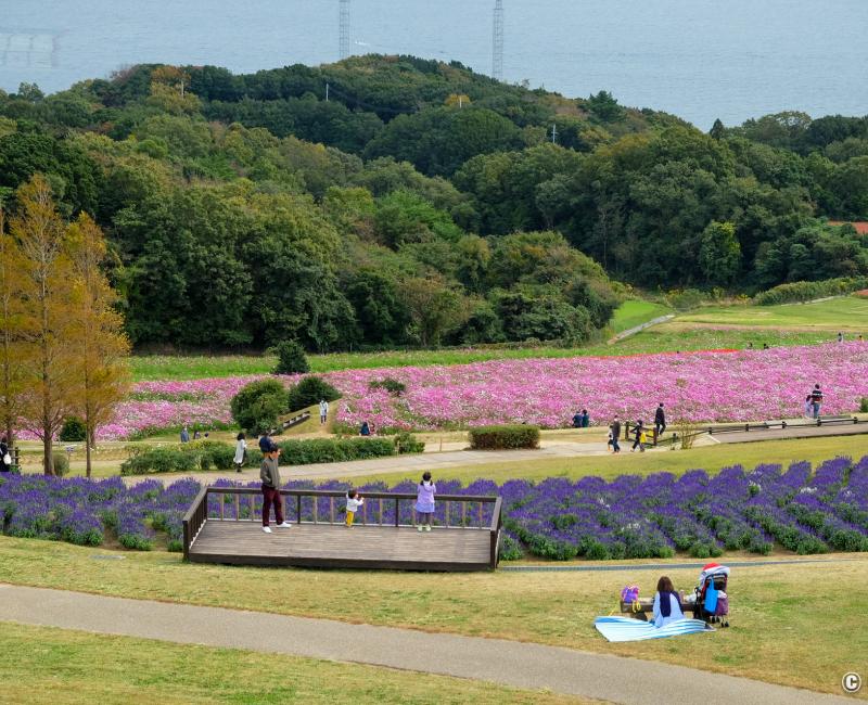 Awaji Hanasajiki, vue sur le parc fleuri en automne Awaji Hanasajiki, vue sur le parc fleuri en automne