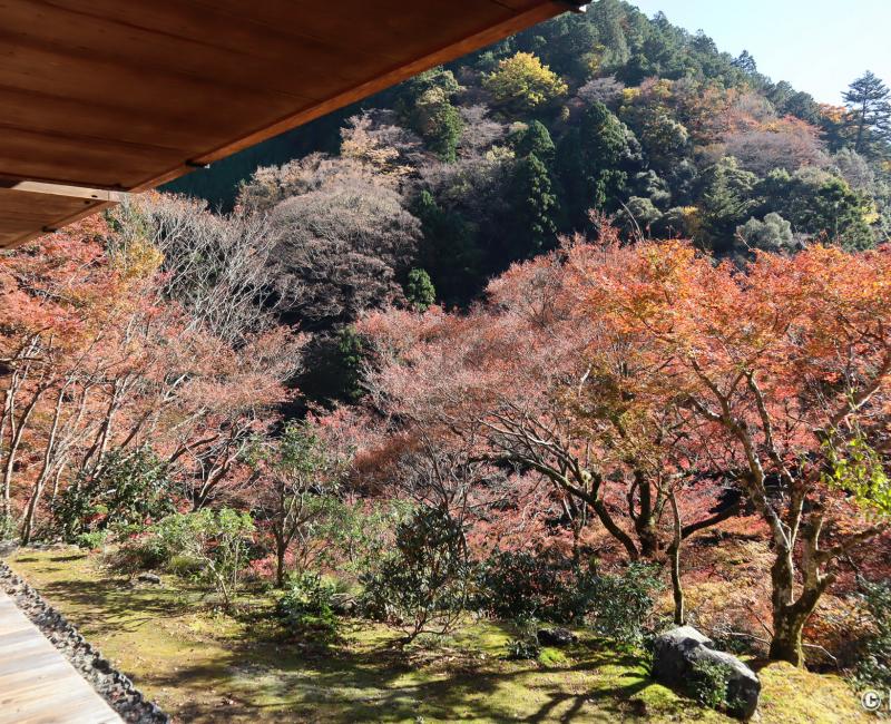 Kozan-ji (Takao, Kyoto), vue sur les érables rouges depuis le pavillon Sekisui-in à l'automne  Kozan-ji (Takao, Kyoto), vue sur les érables rouges depuis le pavillon Sekisui-in à l'automne