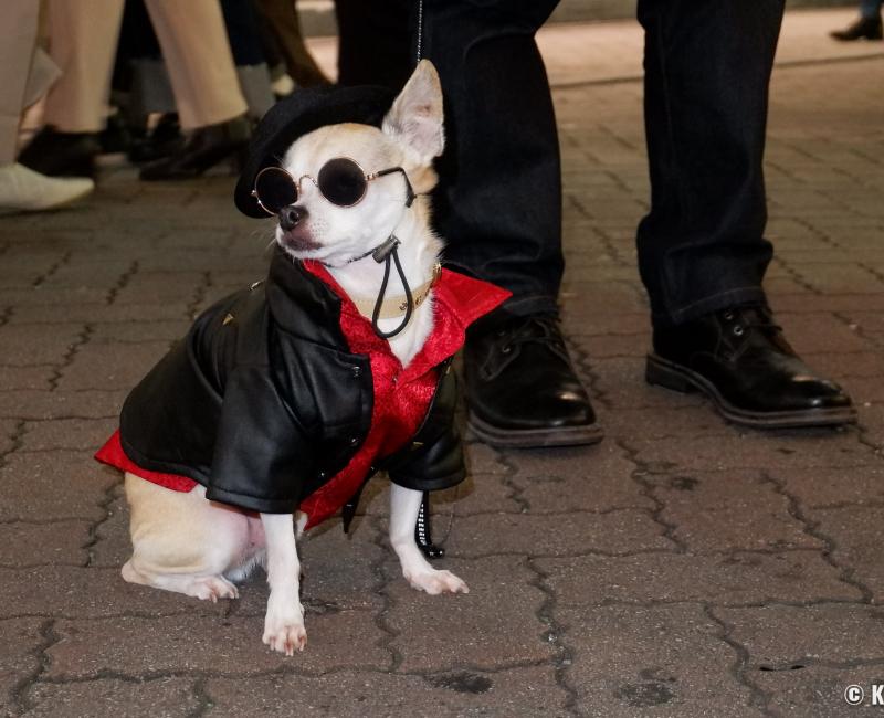 Shibuya (Tokyo), chien costumé pour la soirée d'Halloween
