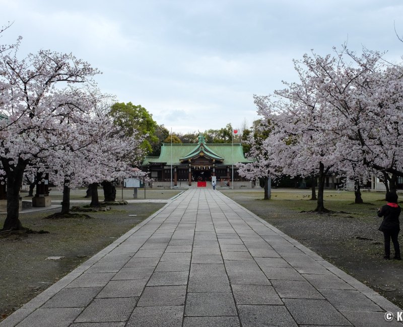 Osaka Gokoku-jinja, cerisiers et pavillon Haiden du sanctuaire dédié aux anciens combattants pour la nation Osaka Gokoku-jinja, cerisiers et pavillon Haiden du sanctuaire dédié aux anciens combattants pour la nation