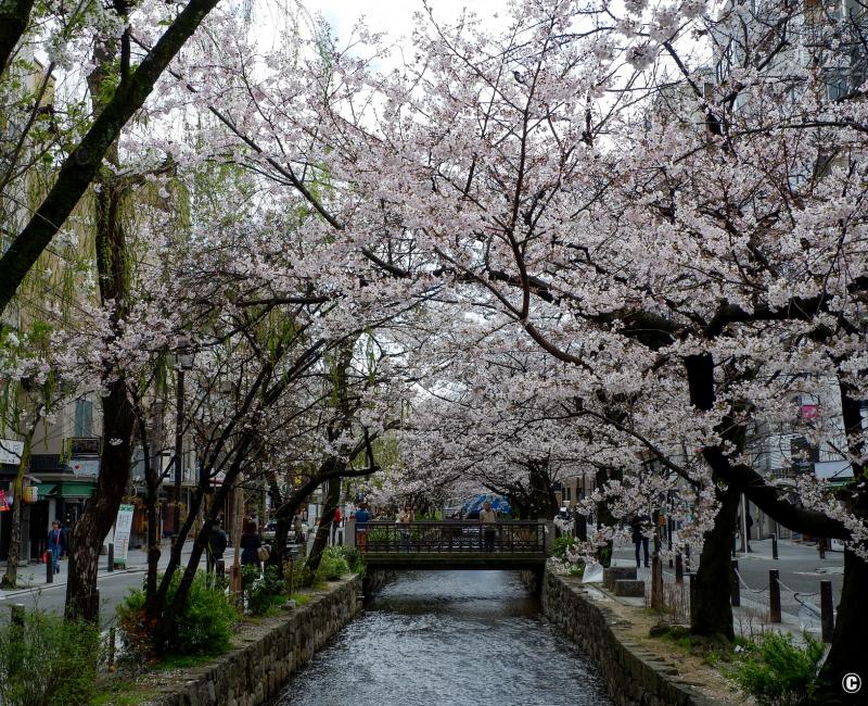 Kiyamachi-dori (Kyoto), vue sur le canal Takase avec les cerisiers en fleurs Kiyamachi-dori (Kyoto), vue sur le canal Takase avec les cerisiers en fleurs
