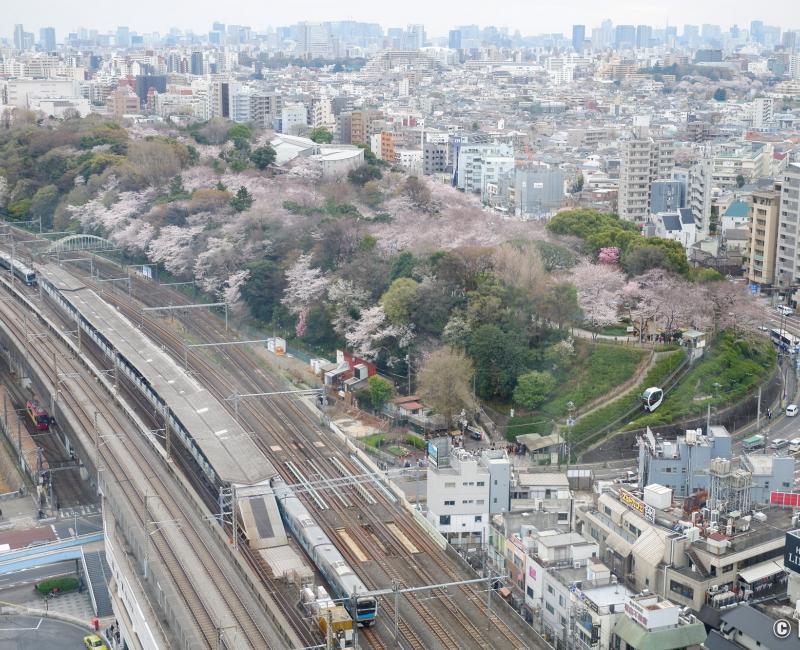 Oji (Tokyo), vue sur la gare et le parc Asukayama depuis l'observatoire Hokutopia
