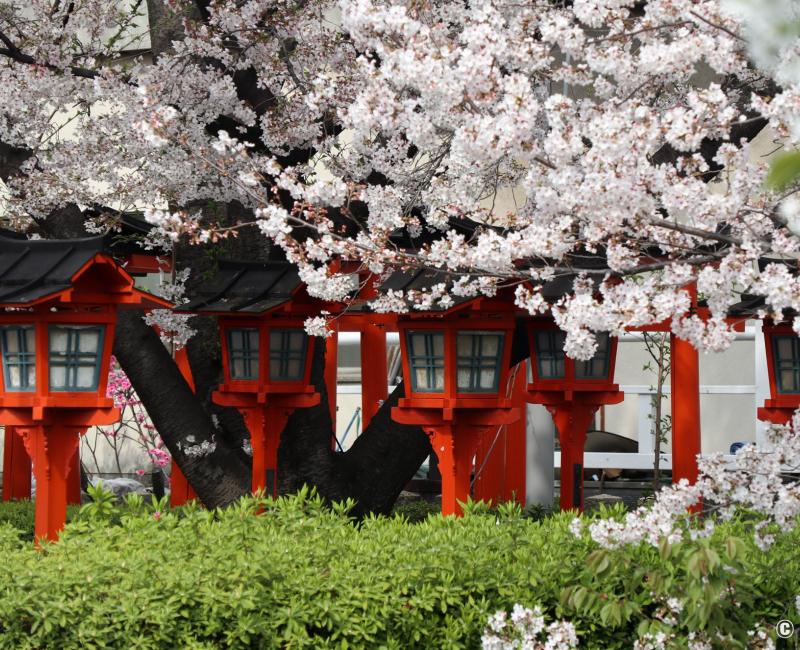 Rokusonno-jinja (Kyoto), cerisiers en fleurs et lanternes rouges au sanctuaire 3 Rokusonno-jinja (Kyoto), cerisiers en fleurs et lanternes rouges au sanctuaire 3