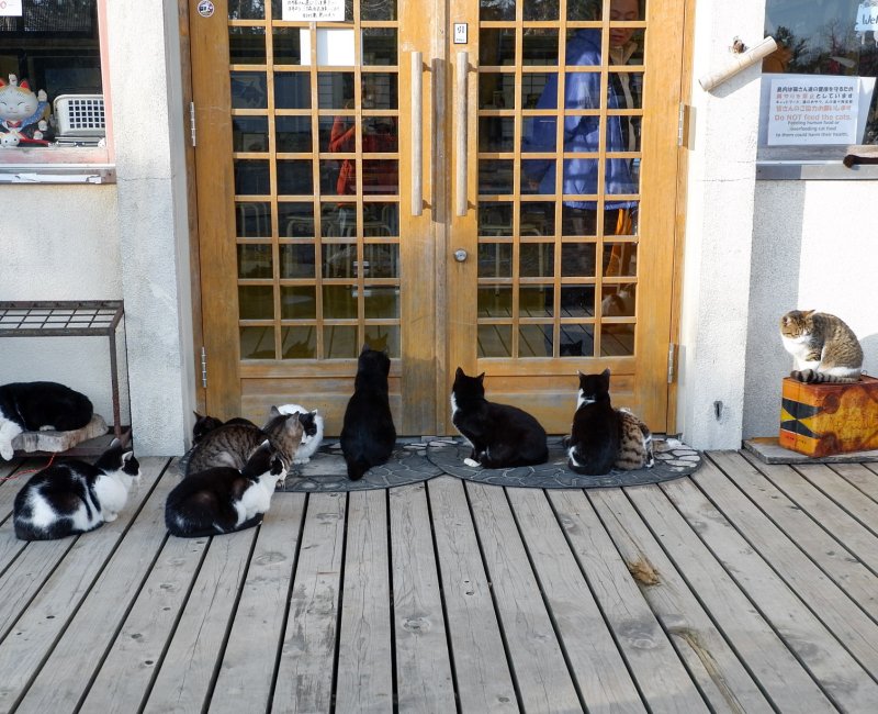 Tashirojima (Miyagi), l'une des îles aux chats du Japon Tashirojima (Miyagi), l'une des îles aux chats du Japon