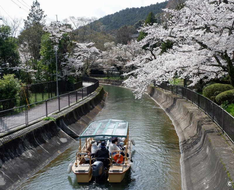 Canal Yamashina du lac Biwa (Kyoto), croisière sur le canal au printemps