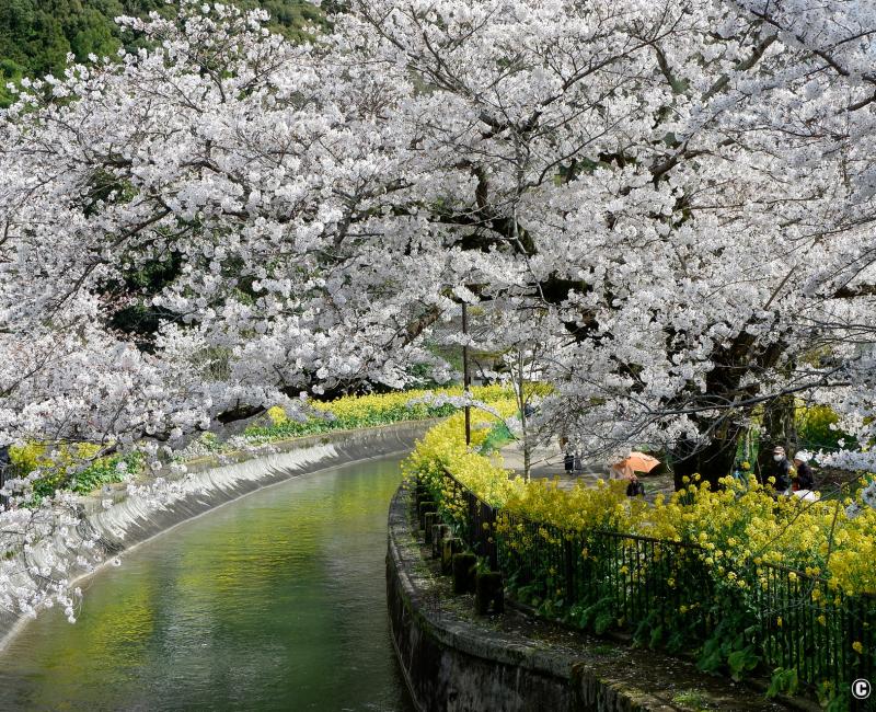 Canal Yamashina du Lac Biwa (Kyoto), fleurs de Sakura et de colza au bord de l'eau Canal Yamashina du Lac Biwa (Kyoto), fleurs de Sakura et de colza au bord de l'eau