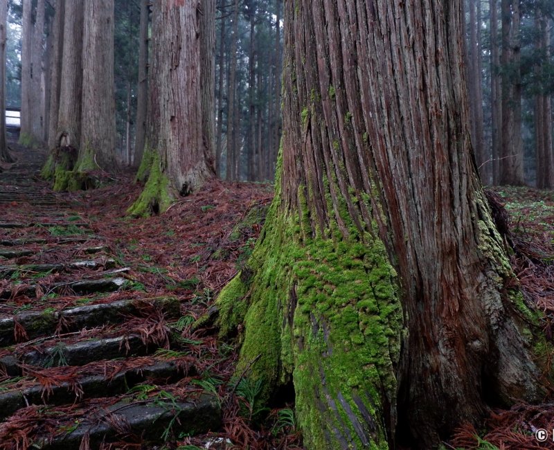 Kinpo-jinja (Akita), détail de la mousse sur les troncs des cèdres