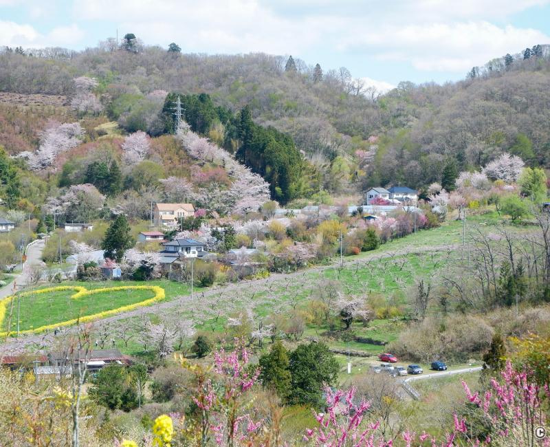 Parc Hanamiyama (Fukushima), panorama sur la vallée fleurie au printemps