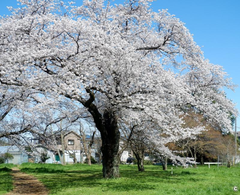 Parc Koganei (Tokyo), floraison des cerisiers au printemps 2