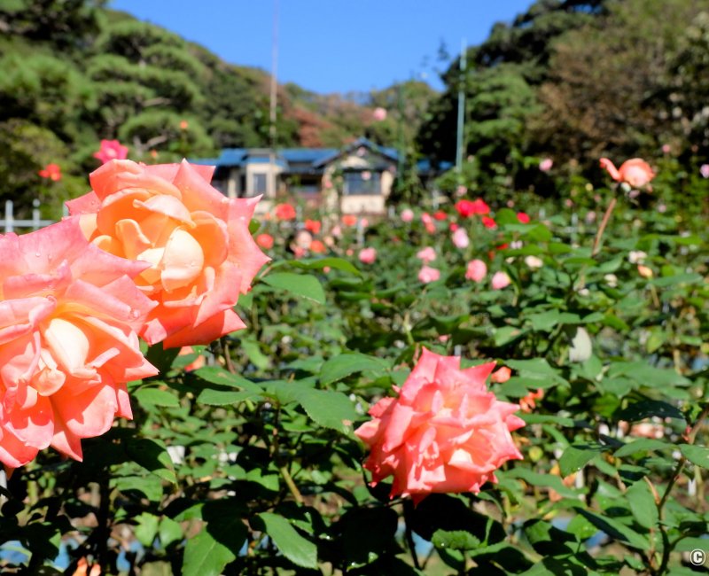 Musée de la littérature de Kamakura, jardin de roses Musée de la littérature de Kamakura, jardin de roses